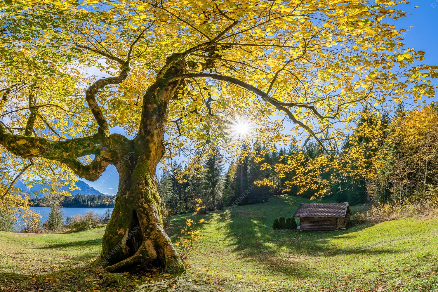 Bei den Badeufern am Barmsee steht dieser hunderte Jahre Ahornbaum - Zeitzeuge II - Seitenverhältnis 3:2 - Ahorn am Barmsee - weitere Infos unter https://www.kriner-weiermann.de