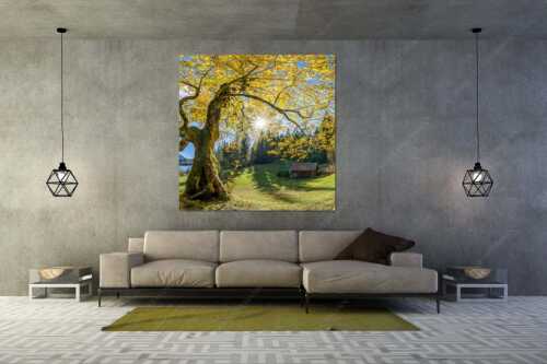 Bei den Badeufern am Barmsee steht dieser hunderte Jahre Ahornbaum - Zeitzeuge II - Größe ca. 160x160cm, Seitenverhältnis 1:1 - Ahorn am Barmsee - weitere Infos unter https://www.kriner-weiermann.de