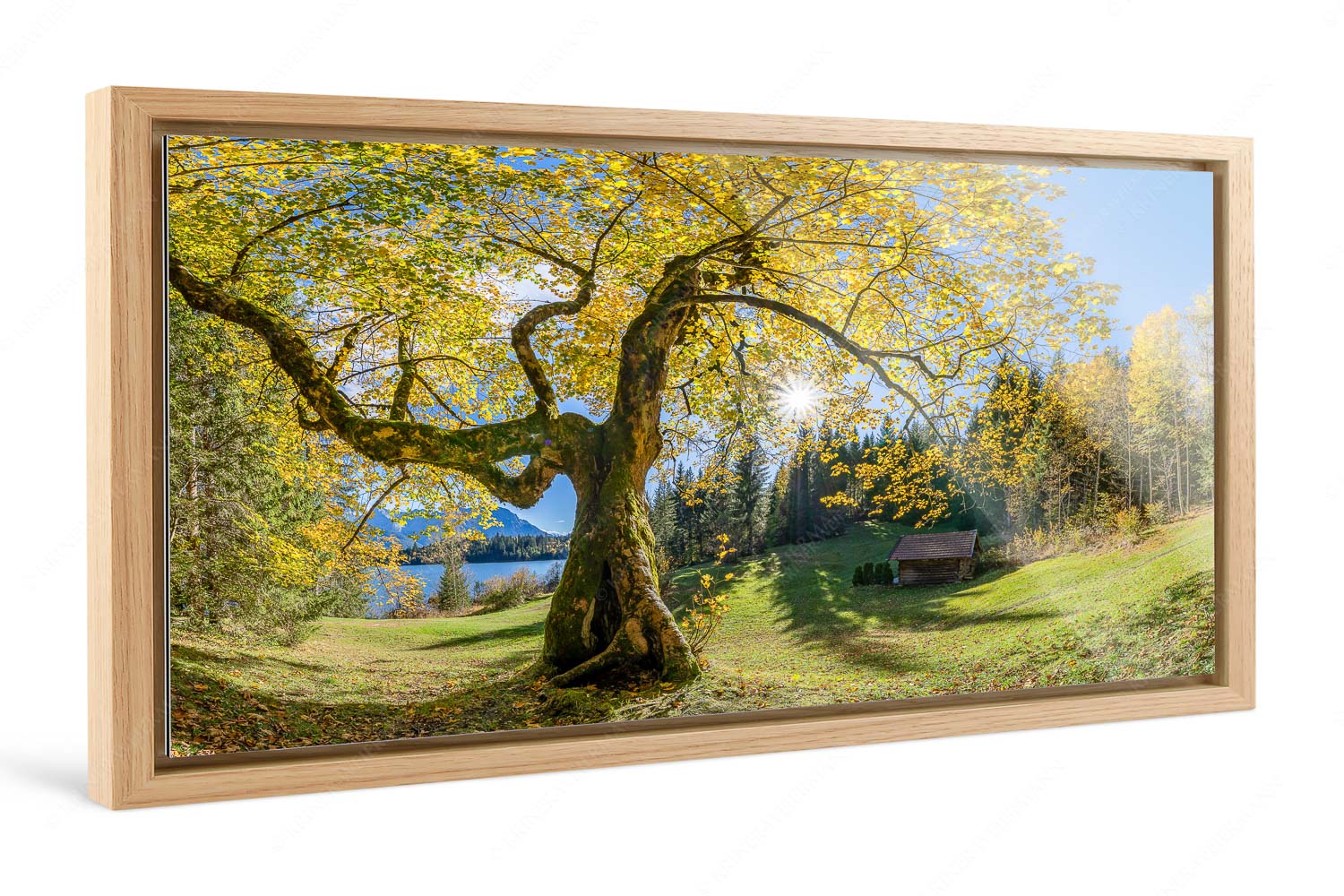 Zeitzeuge II – Foto im Schattenfugen-Rahmen — Ahorn am Barmsee Bei den Badeufern am Barmsee steht dieser hunderte Jahre Ahornbaum - Zeitzeuge II - Foto im Schattenfugen-Rahmen - Ahorn am Barmsee - weitere Infos unter https://www.kriner-weiermann.de