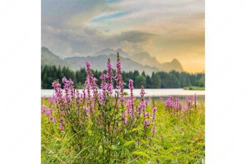 Wetterbesserung nach einem Gewitterregen am Geroldsee - Gewöhnlicher Blutweiderich - Seitenverhältnis 1:1 - Geroldsee mit Zugspitze - weitere Infos unter https://www.kriner-weiermann.de