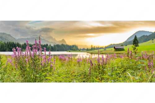 Wetterbesserung nach einem Gewitterregen am Geroldsee - Gewöhnlicher Blutweiderich - Seitenverhältnis 2,5:1 - Geroldsee mit Zugspitze - weitere Infos unter https://www.kriner-weiermann.de