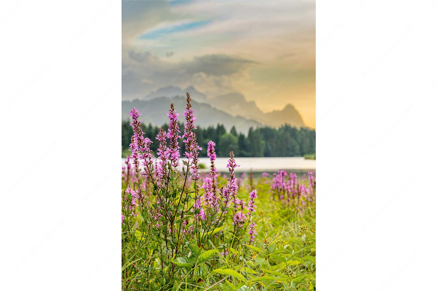 Gewöhnlicher Blutweiderich – Seitenverhältnis 2:3 — Geroldsee mit Zugspitze Wetterbesserung nach einem Gewitterregen am Geroldsee
