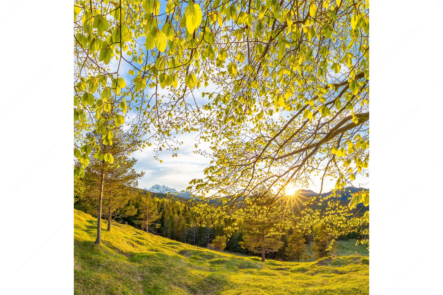Licht in der Buche I – Seitenverhältnis 1:1 — Buche mit Sonnenuntergang Warmes Licht in den frischen Buchenblättern