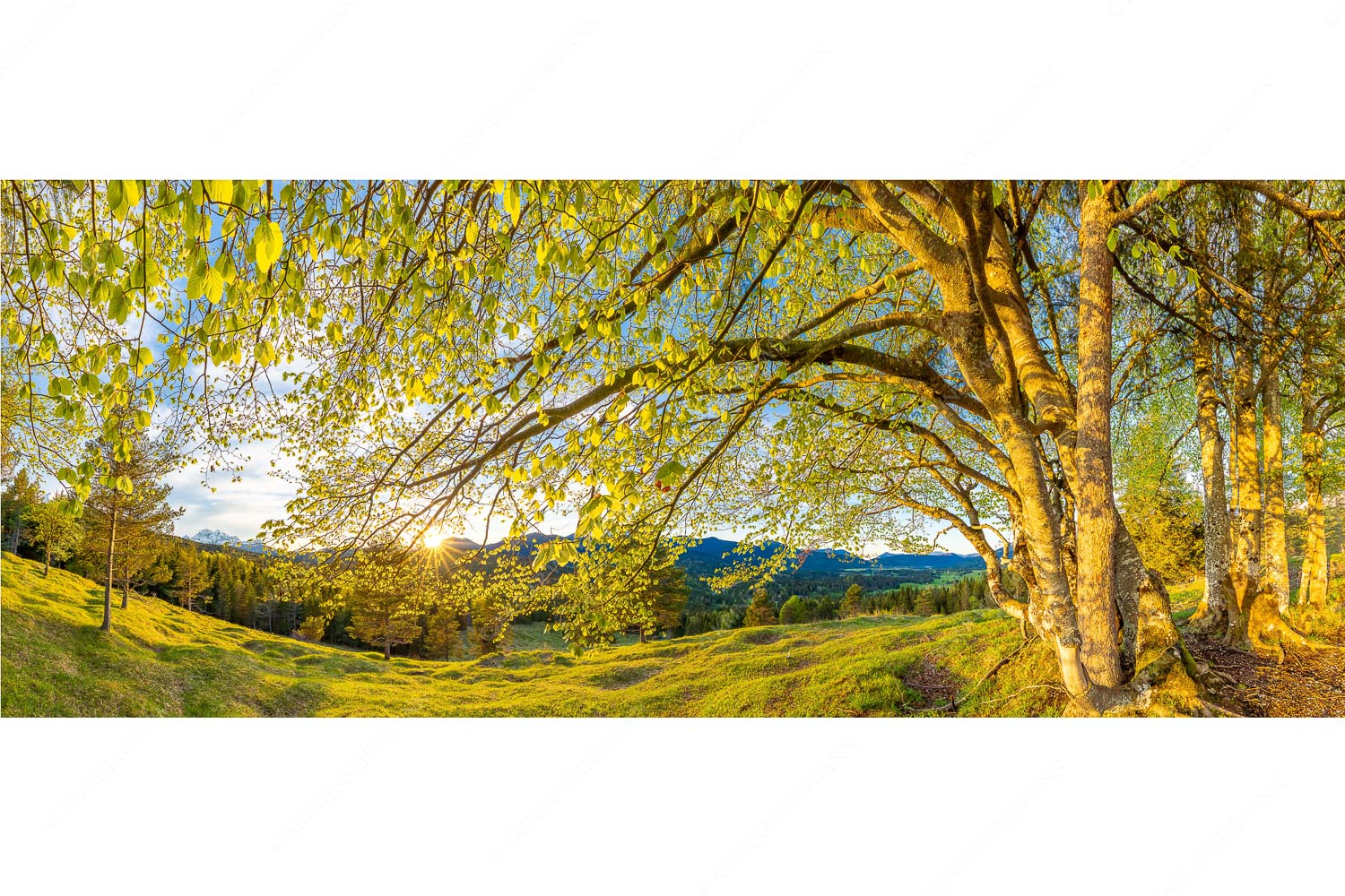 Licht in der Buche I – Seitenverhältnis 2,5:1 — Buche mit Sonnenuntergang Warmes Licht in den frischen Buchenblättern