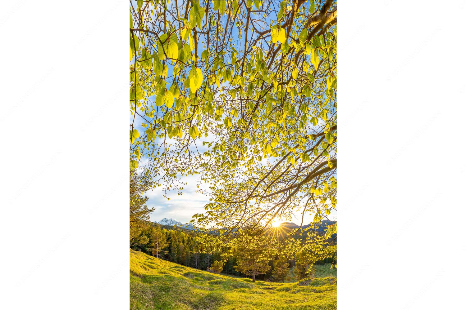 Licht in der Buche I – Seitenverhältnis 2:3 — Buche mit Sonnenuntergang Warmes Licht in den frischen Buchenblättern