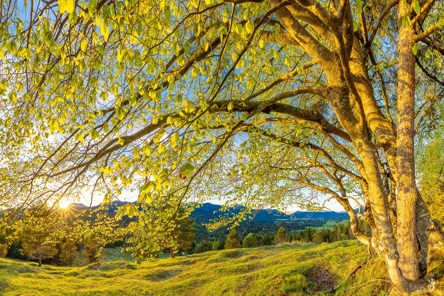 Warmes Licht in den frischen Buchenblättern