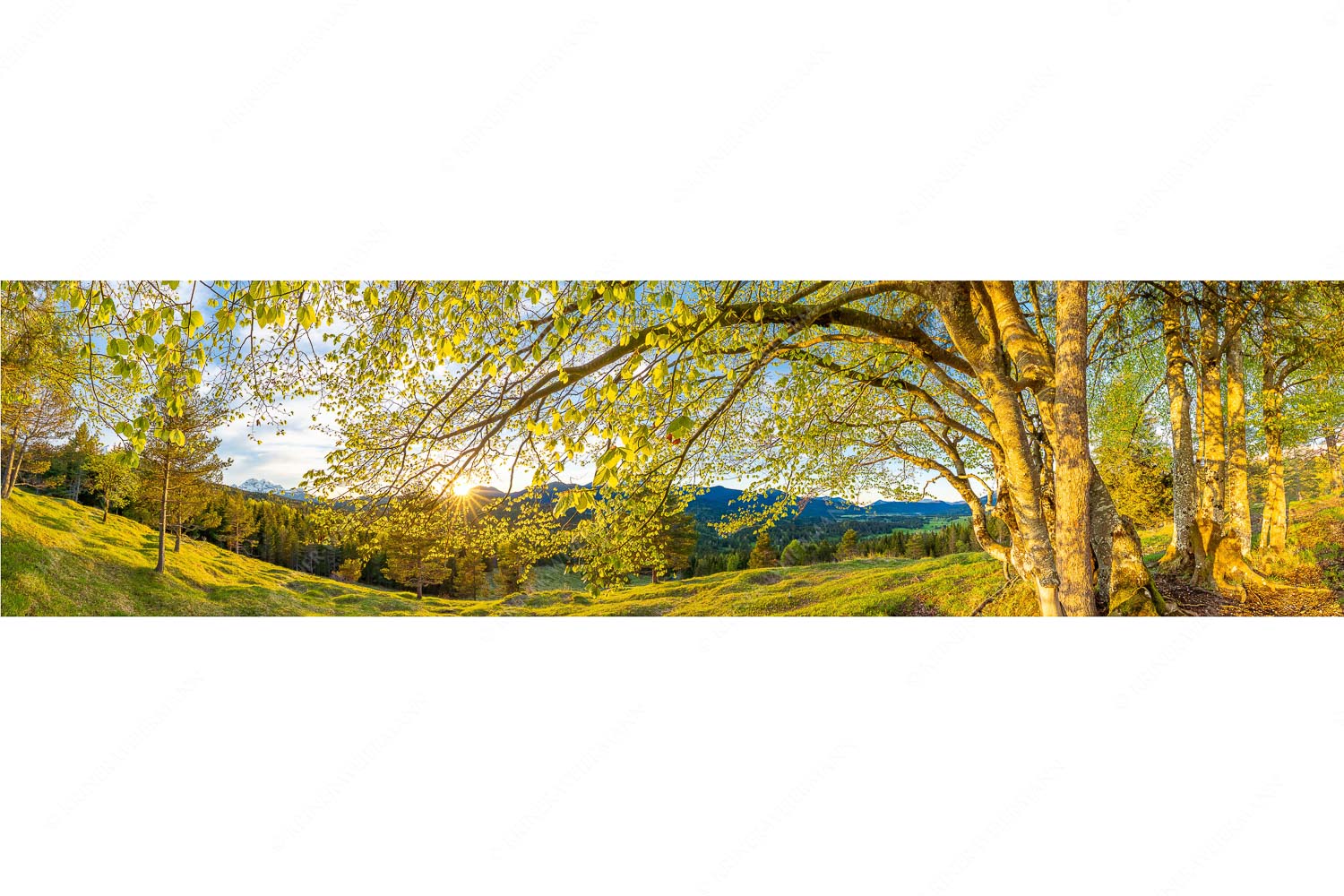 Licht in der Buche I – Seitenverhältnis 4:1 — Buche mit Sonnenuntergang Warmes Licht in den frischen Buchenblättern