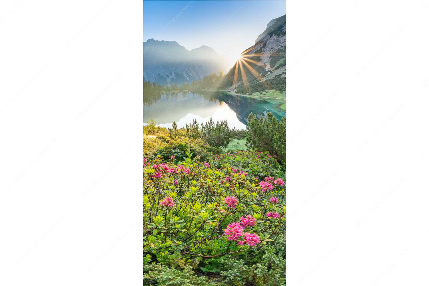 Almrosenblüte am Seebensee mit Blick zum Sonnenaufgang am Wettersteingebirge - Rosengarten - Seitenverhältnis 1:2 - Almrosen am Seebensee - weitere Infos unter https://www.kriner-weiermann.de