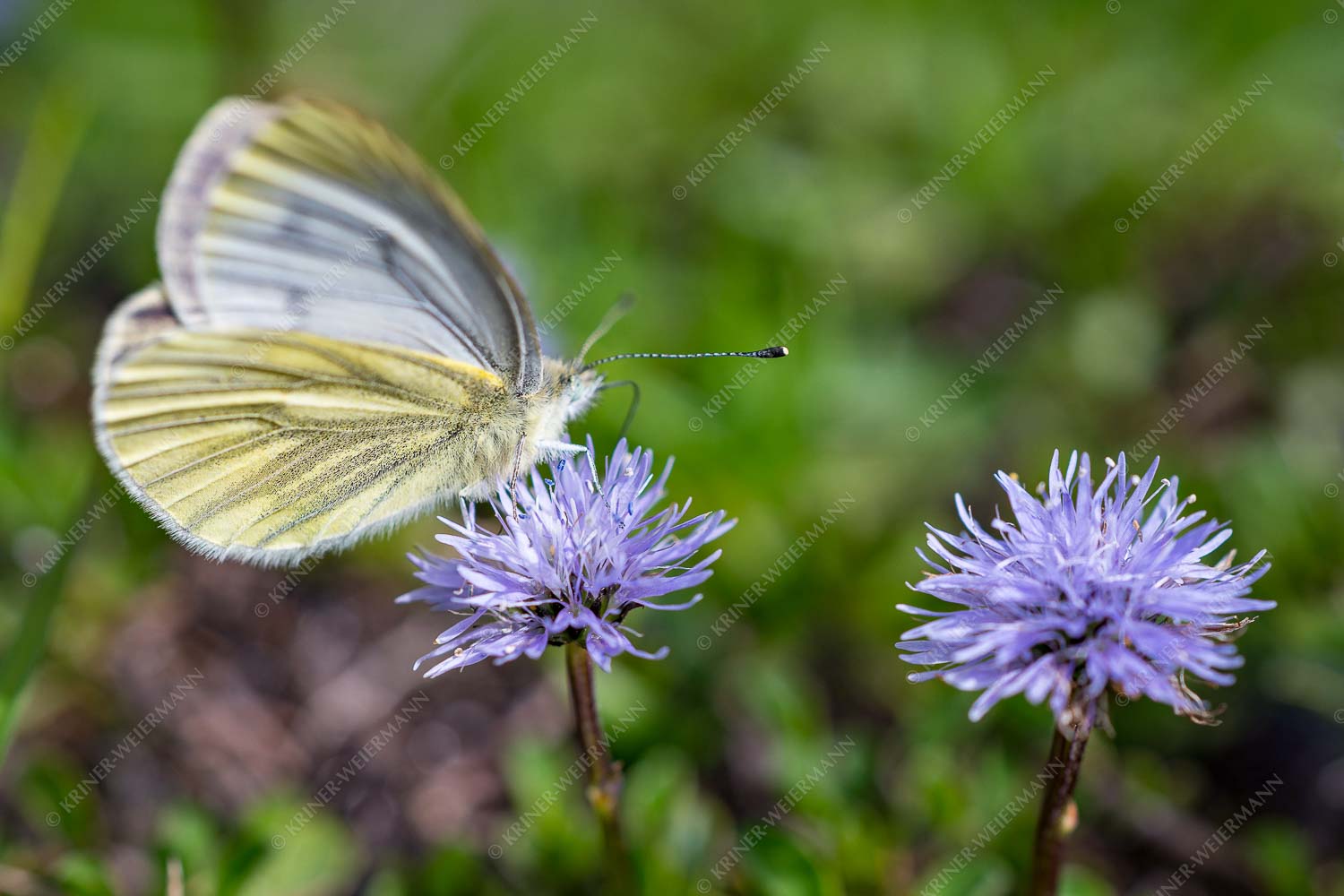 Schmetterling auf einer Herzblättrigen Kugelblume im Karwendeltal