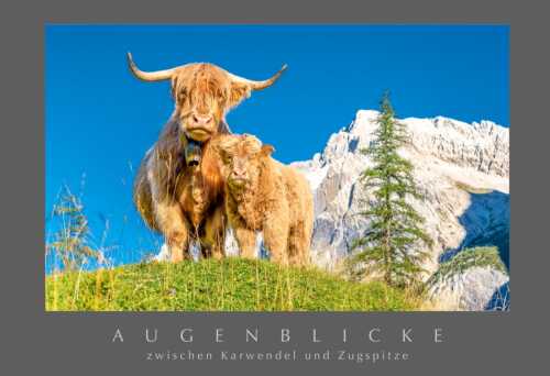 Schottische Hochlandrinder am Halleranger mit Speckkarspitze im Karwendelgebirge - Wir gehören zam - Postkarte Longhorn