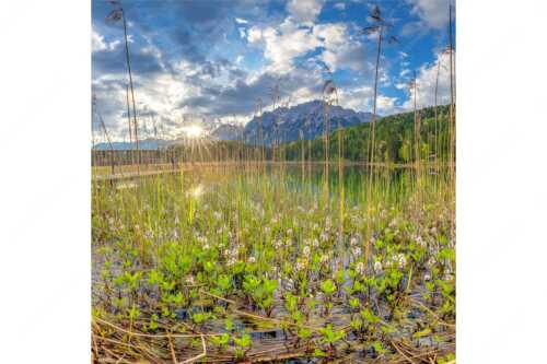 Die zarten Blüten des Fieberklees sind mit die ersten Booten im Frühling - Zartes Wesen - Seitenverhältnis 1:1 - Lautersee mit Karwendel - weitere Infos unter https://www.kriner-weiermann.de