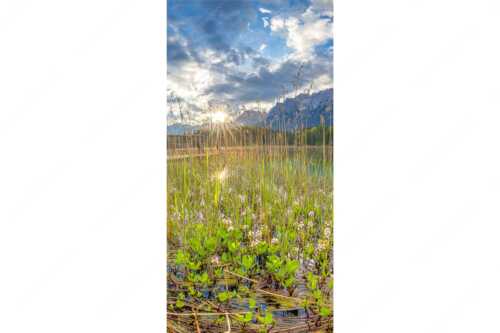 Die zarten Blüten des Fieberklees sind mit die ersten Booten im Frühling - Zartes Wesen - Seitenverhältnis 1:2 - Lautersee mit Karwendel - weitere Infos unter https://www.kriner-weiermann.de