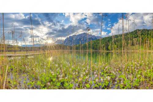 Die zarten Blüten des Fieberklees sind mit die ersten Booten im Frühling - Zartes Wesen - Seitenverhältnis 2:1 - Lautersee mit Karwendel - weitere Infos unter https://www.kriner-weiermann.de