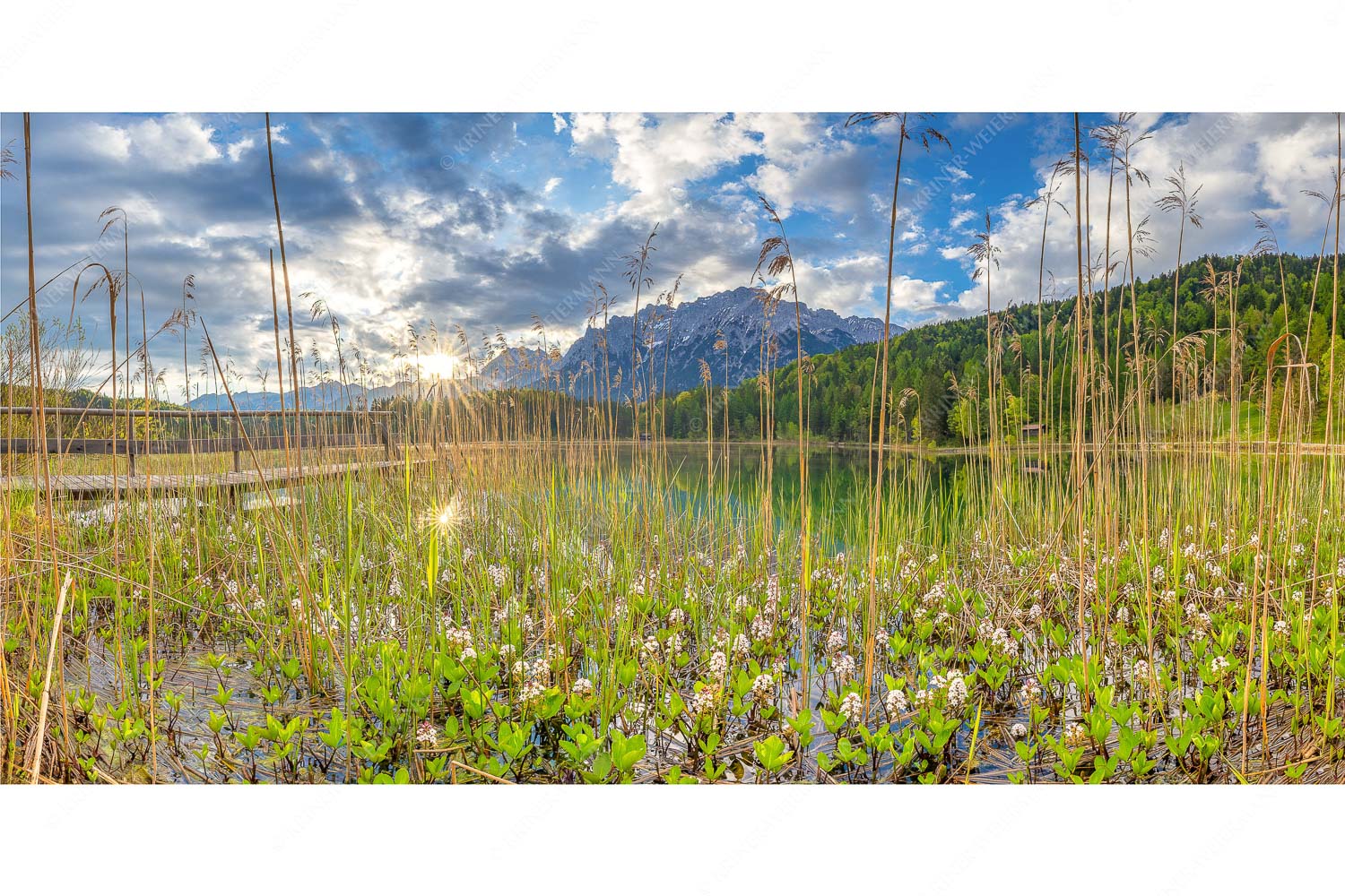 Zartes Wesen – Seitenverhältnis 2:1 — Lautersee mit Karwendel Die zarten Blüten des Fieberklees sind mit die ersten Booten im Frühling