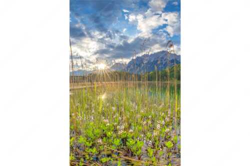Die zarten Blüten des Fieberklees sind mit die ersten Booten im Frühling - Zartes Wesen - Seitenverhältnis 2:3 - Lautersee mit Karwendel - weitere Infos unter https://www.kriner-weiermann.de