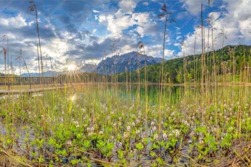 Die zarten Blüten des Fieberklees sind mit die ersten Booten im Frühling - Zartes Wesen - Seitenverhältnis 3:2 - Lautersee mit Karwendel - weitere Infos unter https://www.kriner-weiermann.de