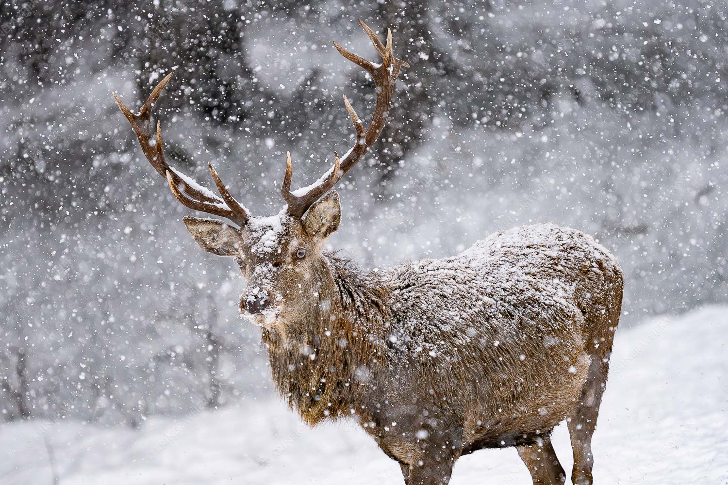 Hirsch an der Wildfütterung - Der Hirsch - Seitenverhältnis 3:2 - Rotwild im Estergebirge - weitere Infos unter https://www.kriner-weiermann.de