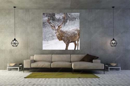 Hirsch an der Wildfütterung - Der Hirsch - Wandbild - Größe ca. 160x160cm, Seitenverhältnis 1:1 - Rotwild im Estergebirge - weitere Infos unter https://www.kriner-weiermann.de