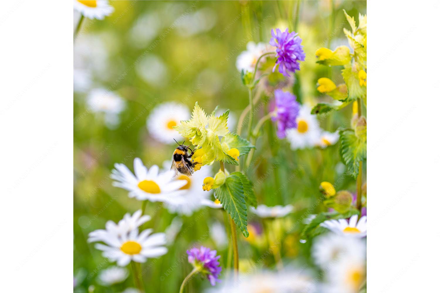 Hummel am Klappertopf auf farbenprächtiger Blumenwiese mit Margeriten und Kornblumen. - Reich gedeckt - Seitenverhältnis 1:1 - Hummel Bombus - weitere Infos unter https://www.kriner-weiermann.de