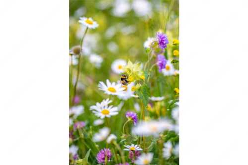 Hummel am Klappertopf auf farbenprächtiger Blumenwiese mit Margeriten und Kornblumen. - Reich gedeckt - Seitenverhältnis 2:3 - Hummel Bombus - weitere Infos unter https://www.kriner-weiermann.de