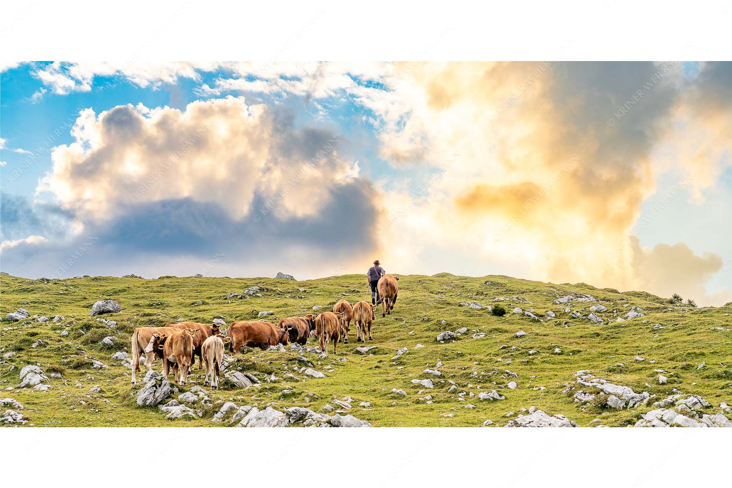 Umidreim – Seitenverhältnis 2:1 — Hirte mit Kälbern auf der Alm Hirte mit Jungvieh auf der Kuhalm im Estergebirge