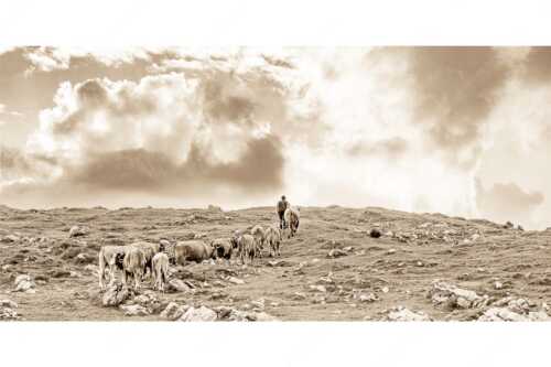 Hirte mit Jungvieh auf der Kuhalm im Estergebirge - Umidreim - Seitenverhältnis 2:1 - Hirte mit Kälbern auf der Alm - weitere Infos unter https://www.kriner-weiermann.de