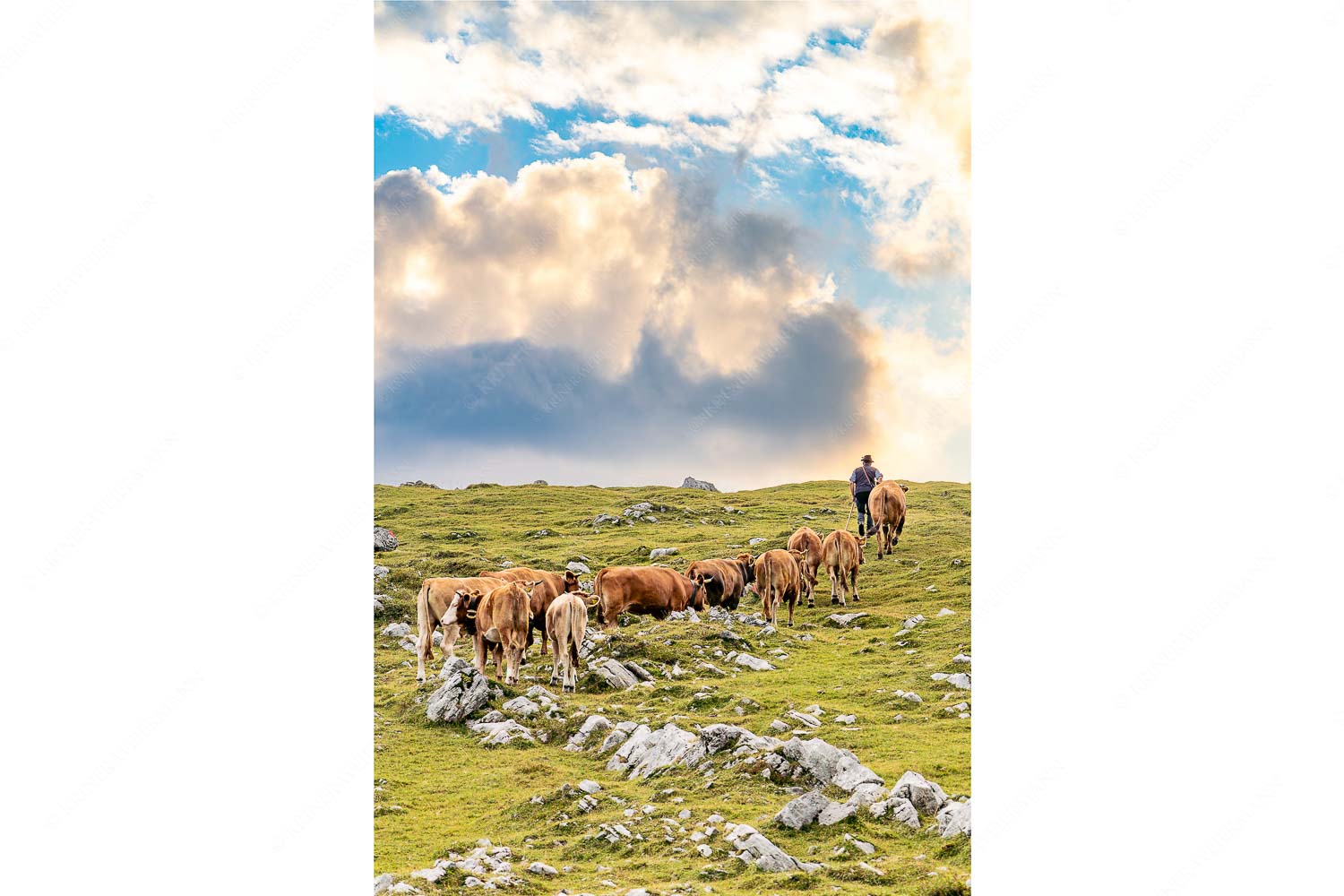 Hirte mit Jungvieh auf der Kuhalm im Estergebirge