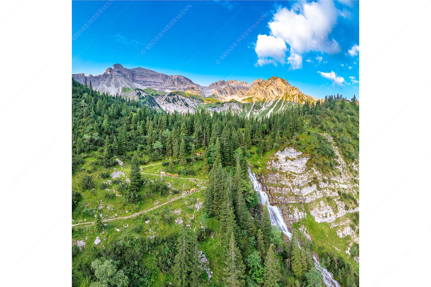 Sennerinnen treiben Kälber auf dem Pfad vom Hundstall zu den Soiernseen