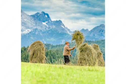 Stanker vor Zugspitzmassiv mit Hochblassen, Alpspitze, Zugspitze und Waxenstein - Wia friahra - Seitenverhältnis 1:1 - Heuarbeit Heustankern - weitere Infos unter https://www.kriner-weiermann.de
