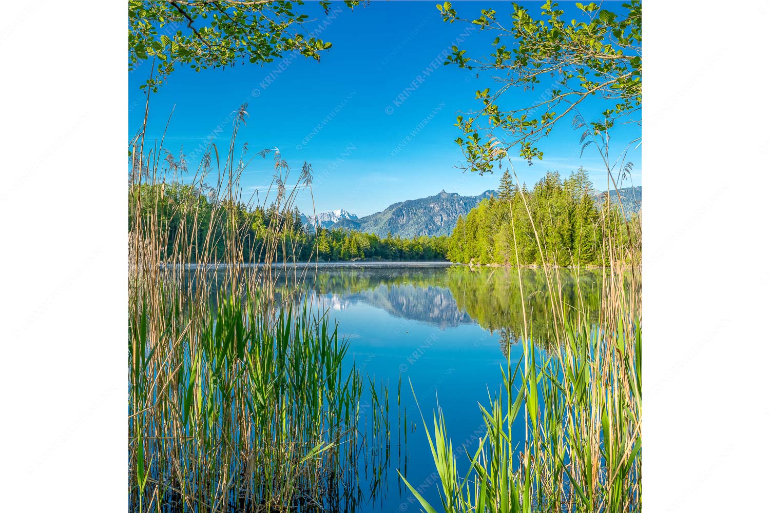 Kleinod II – Seitenverhältnis 1:1 — Moosbergsee mit Zugspitze Ein wenig versteckt liegt der Moosbergsee im Murnauer Moos