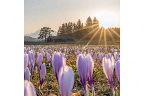 Krokusse im Abendlicht bei Krün - Wenn der Sommer nicht mehr weit ist - Seitenverhältnis 1:1 - Krokuswiese mit Wettersteingebirge - weitere Infos unter https://www.kriner-weiermann.de