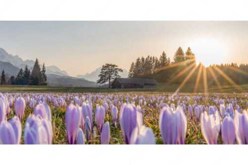 Krokusse im Abendlicht bei Krün - Wenn der Sommer nicht mehr weit ist - Seitenverhältnis 2:1 - Krokuswiese mit Wettersteingebirge - weitere Infos unter https://www.kriner-weiermann.de