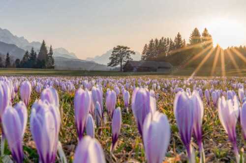 Krokusse im Abendlicht bei Krün - Wenn der Sommer nicht mehr weit ist - Seitenverhältnis 3:2 - Krokuswiese mit Wettersteingebirge - weitere Infos unter https://www.kriner-weiermann.de