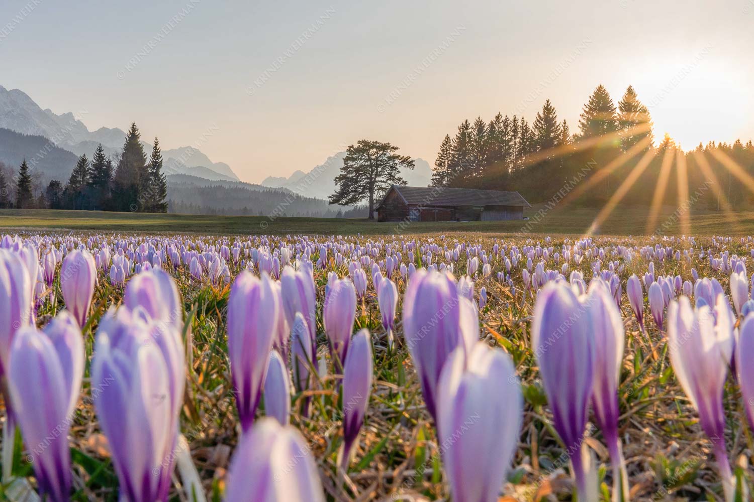 Wenn der Sommer nicht mehr weit ist – Seitenverhältnis 3:2 — Krokuswiese mit Wettersteingebirge Krokusse im Abendlicht bei Krün