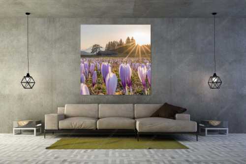 Krokusse im Abendlicht bei Krün - Wenn der Sommer nicht mehr weit ist - Wandbild - Größe ca. 160x160cm, Seitenverhältnis 1:1 - Krokuswiese mit Wettersteingebirge - weitere Infos unter https://www.kriner-weiermann.de