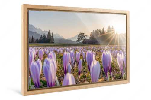 Krokusse im Abendlicht bei Krün - Wenn der Sommer nicht mehr weit ist - Foto im Schattenfugen-Rahmen, Seitenverhältnis 3:2 - Krokuswiese mit Wettersteingebirge - weitere Infos unter https://www.kriner-weiermann.de