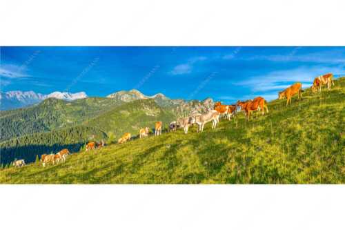 Blick über Almwiese im Estergebirge mit Krottenkopf und Zugspitze - Almsommer Estergebirg - Seitenverhältnis 2,5:1 - Simetsberg Almweide - weitere Infos unter https://www.kriner-weiermann.de