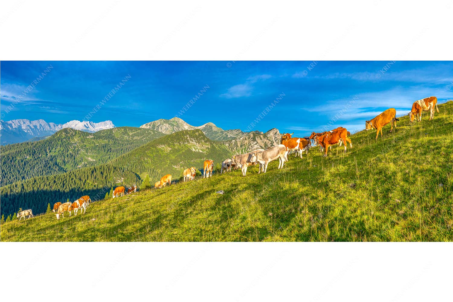 Blick über Almwiese im Estergebirge mit Krottenkopf und Zugspitze - Almsommer Estergebirg - Seitenverhältnis 2,5:1 - Simetsberg Almweide - weitere Infos unter https://www.kriner-weiermann.de