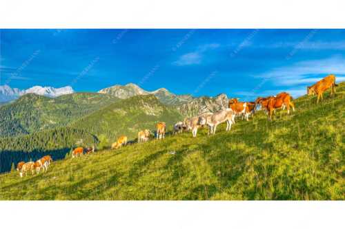 Blick über Almwiese im Estergebirge mit Krottenkopf und Zugspitze - Almsommer Estergebirg - Seitenverhältnis 2:1 - Simetsberg Almweide - weitere Infos unter https://www.kriner-weiermann.de