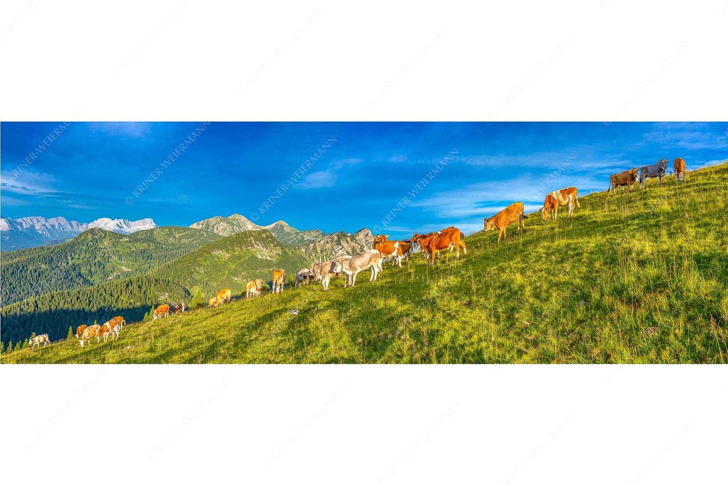 Blick über Almwiese im Estergebirge mit Krottenkopf und Zugspitze - Almsommer Estergebirg - Seitenverhältnis 3:1 - Simetsberg Almweide - weitere Infos unter https://www.kriner-weiermann.de