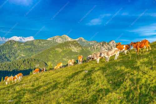 Blick über Almwiese im Estergebirge mit Krottenkopf und Zugspitze - Almsommer Estergebirg - Seitenverhältnis 3:2 - Simetsberg Almweide - weitere Infos unter https://www.kriner-weiermann.de