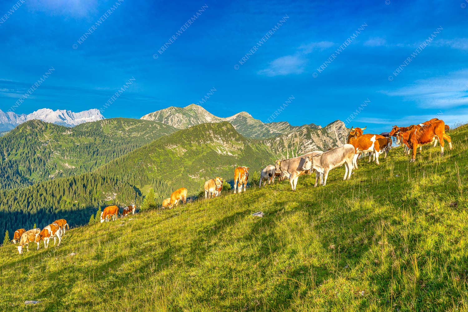 Almsommer Estergebirg – Seitenverhältnis 3:2 — Simetsberg Almweide Blick über Almwiese im Estergebirge mit Krottenkopf und Zugspitze