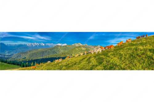 Blick über Almwiese im Estergebirge mit Krottenkopf und Zugspitze - Almsommer Estergebirg - Seitenverhältnis 4:1 - Simetsberg Almweide - weitere Infos unter https://www.kriner-weiermann.de