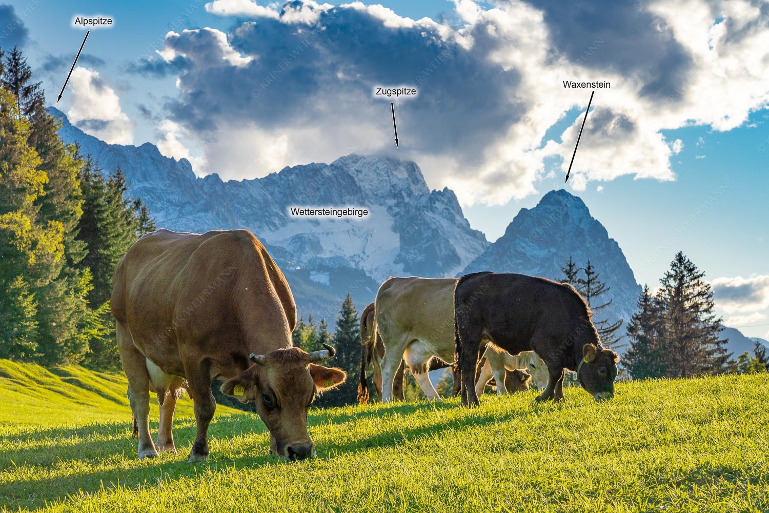 Grasen — Rindvieh am Gschwandnerbauer vor dem Zugspitzmassiv - Grasen -