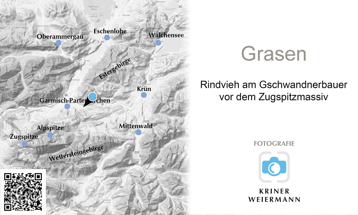 Grasen — Rindvieh am Gschwandnerbauer vor dem Zugspitzmassiv - Grasen -