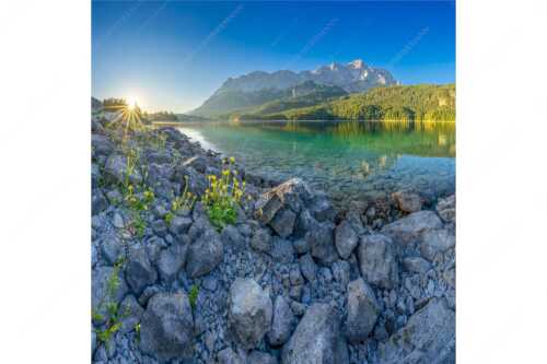 Sonnenaufgang am Eibsee mit Zugspitze und blühenden Wildblumen - Idylle am Eibsee - Seitenverhältnis 1:1 - Eibsee Sonnenaufgang Zugspitze - weitere Infos unter https://www.kriner-weiermann.de