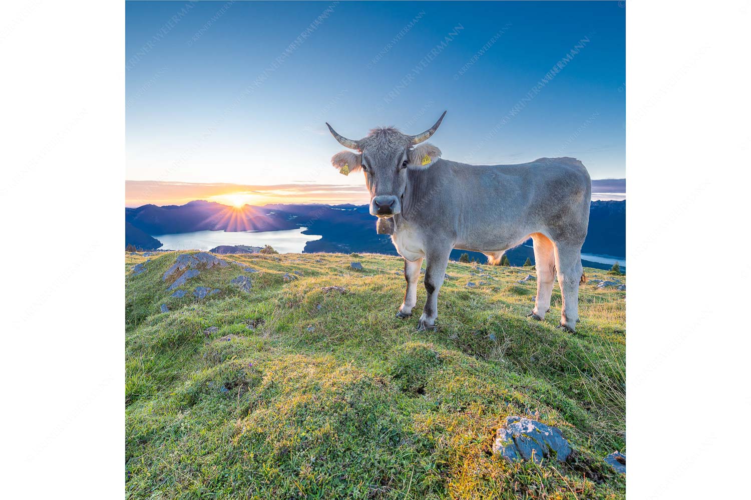 Tiroler Grauvieh auf der Sommerweide am Simetsberg im Estergebirge - Neugier - Seitenverhältnis 1:1 - Almvieh am Simetsberg - weitere Infos unter https://www.kriner-weiermann.de