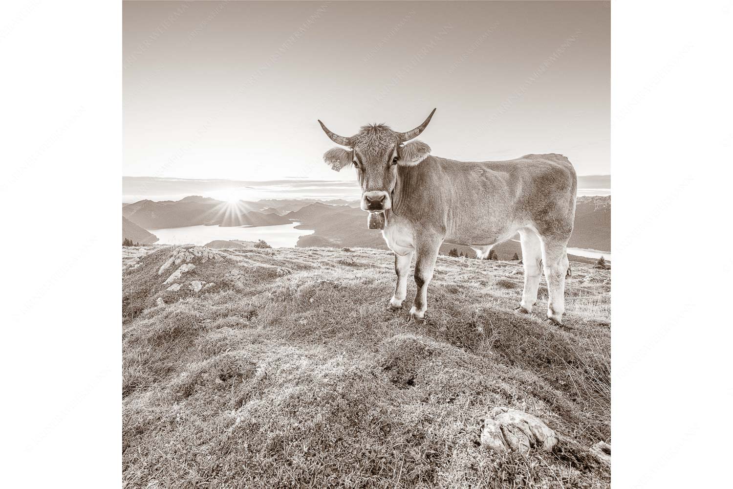 Tiroler Grauvieh auf der Sommerweide am Simetsberg im Estergebirge - Neugier - Seitenverhältnis 1:1 - Almvieh am Simetsberg - weitere Infos unter https://www.kriner-weiermann.de