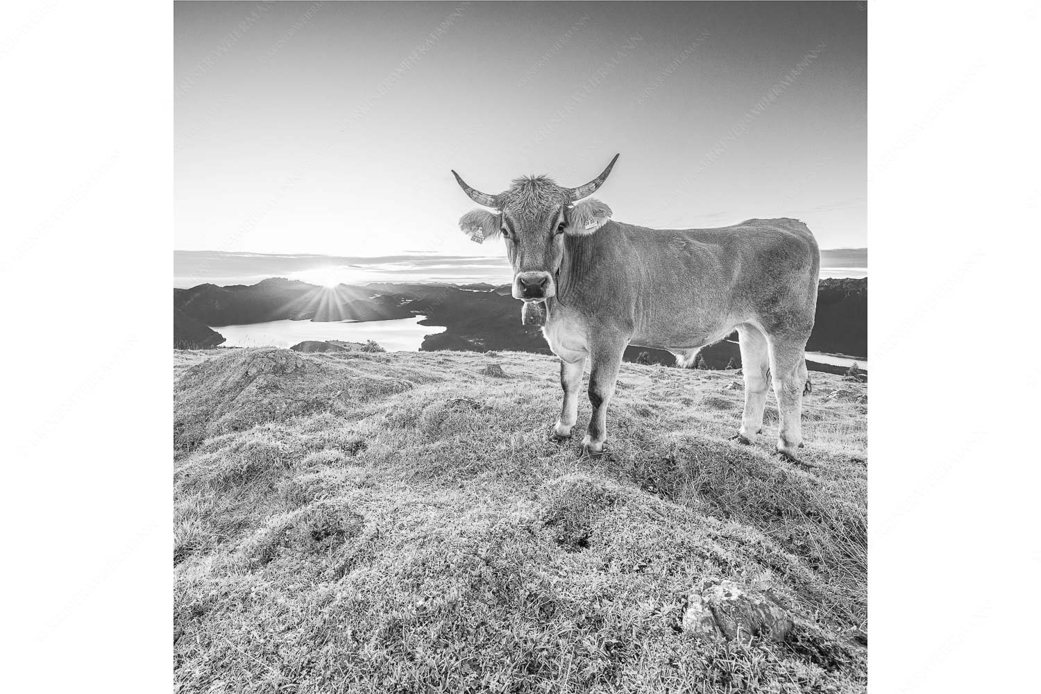 Tiroler Grauvieh auf der Sommerweide am Simetsberg im Estergebirge - Neugier - Seitenverhältnis 1:1 - Almvieh am Simetsberg - weitere Infos unter https://www.kriner-weiermann.de