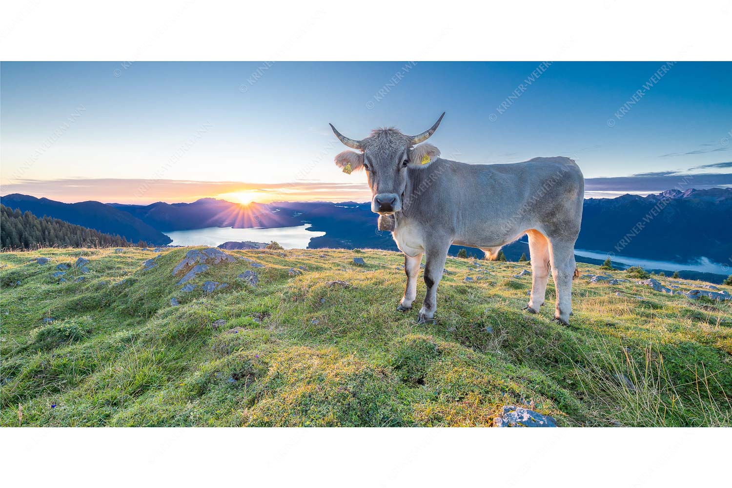 Neugier – Seitenverhältnis 2:1 — Almvieh am Simetsberg Tiroler Grauvieh auf der Sommerweide am Simetsberg im Estergebirge